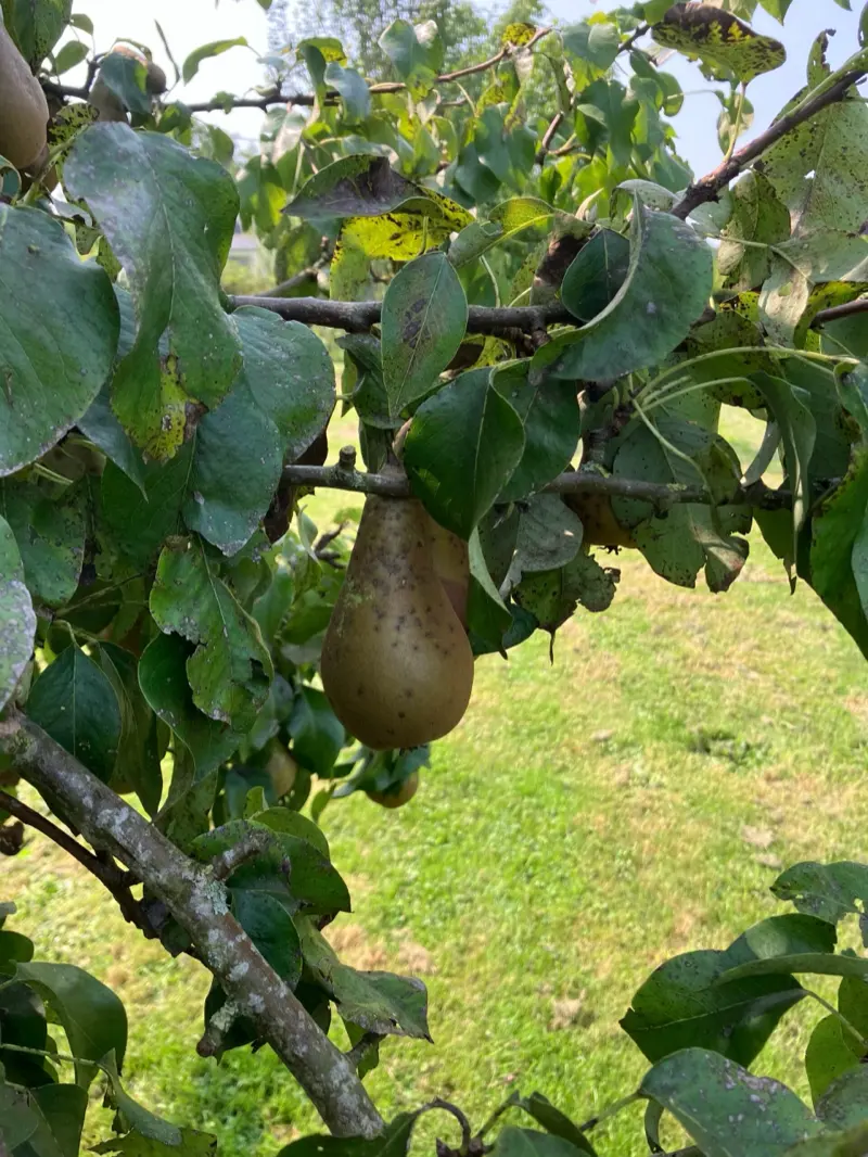Peer aan de boom in de tuin